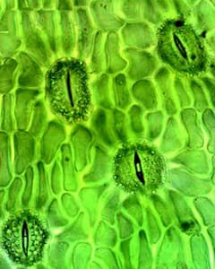 Stomatal density and aperture in non-vascular plants are non-responsive to above-ambient CO2 concentrations