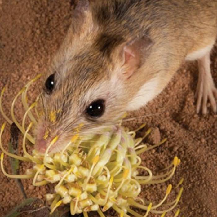 For one flower, bad hair days are the best days