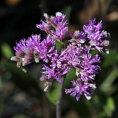 Co-ordinated carbohydrate metabolism and hormone synthesis enables plants to survive unfavourable field conditions