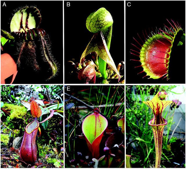 Why are carnivorous plants?