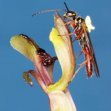 Sexually deceptive orchids