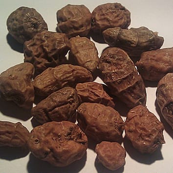 Phylogeny and evolution of Cyperus esculentus