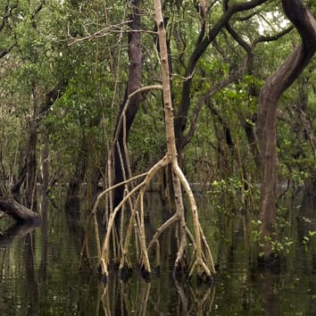 Biomechanics of rhizophores in Rhizophora mangroves