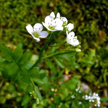 Female sterility and hermaphrodites coexist in Cardamine amara