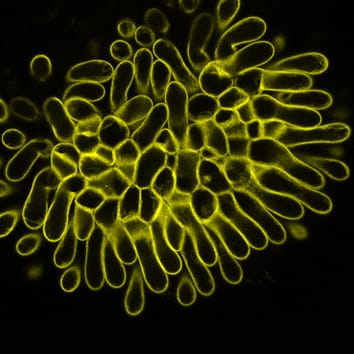 In vivo imaging of the S-locus receptor kinase in arabidopsis