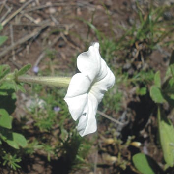 Pollen dispersal and breeding structure in Petunia