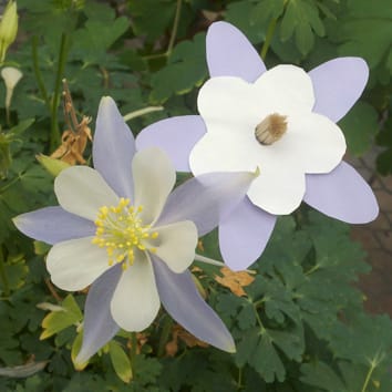 Pollinators and maintaining variation in flower colour