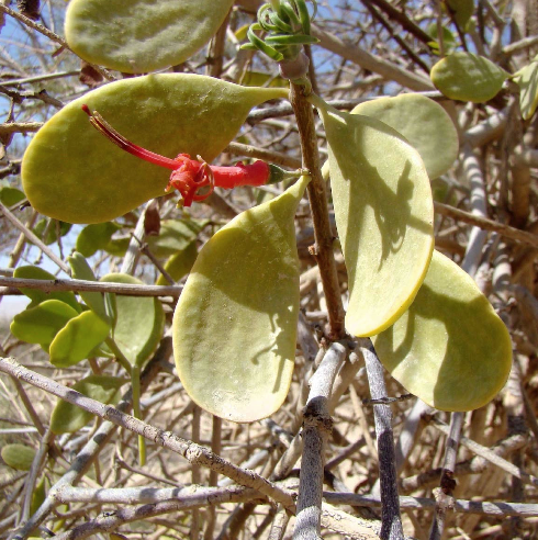SPECIAL ISSUE: Physiology and Ecology of Halophytes – Plants Living in Salt-Rich Environments