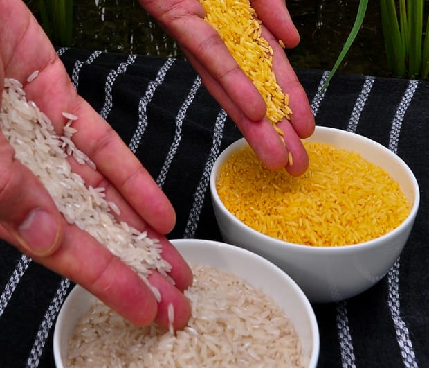 GM crops, quantity or quality…?