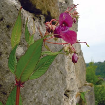 Competition among native and invasive Impatiens species: the roles of environmental factors, population density, and life stage