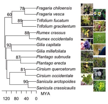 Soil microbial community variation correlates most strongly with plant species identity
