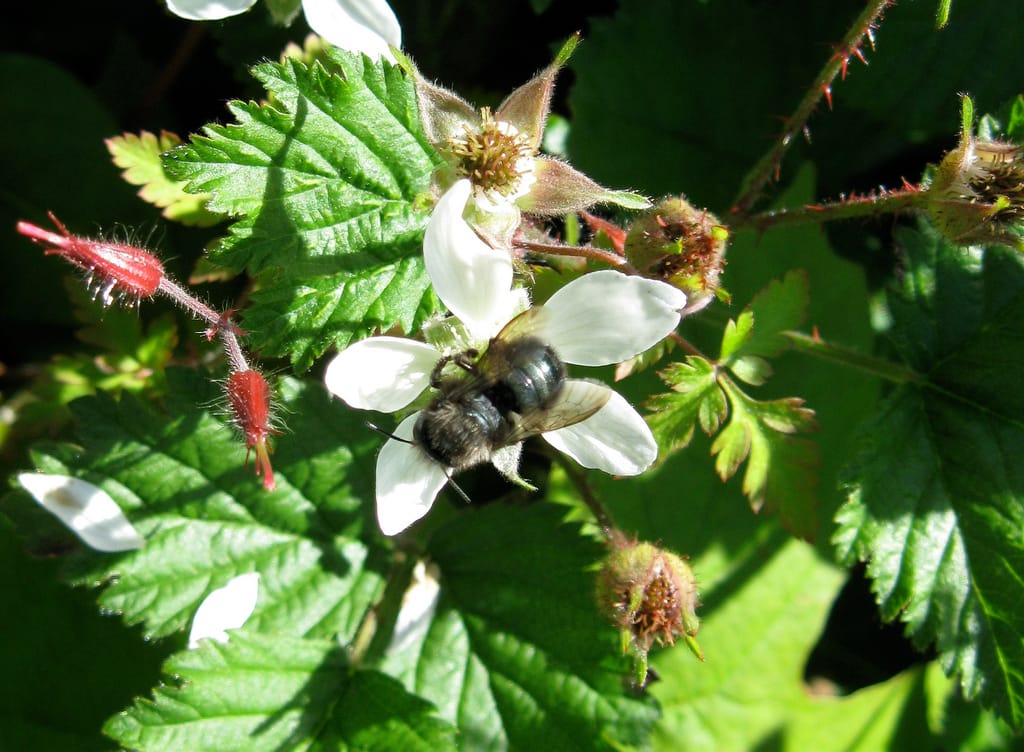 Are all plant pollinators as busy as a bee?