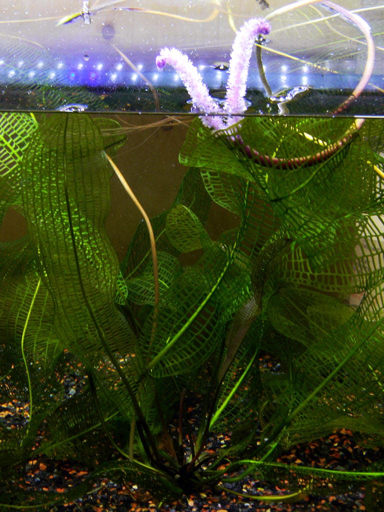 Aponogeton madagascariensis