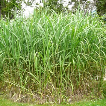 Chilling tolerance of C4 photosynthesis in Miscanthus