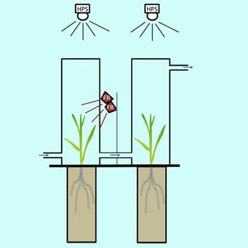 Light quality, volatile emissions and plant–plant interactions