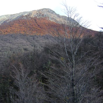 Defoliation, tree growth and storage of C and N