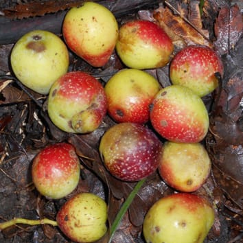 High molecular diversity in rare European Sorbus domestica