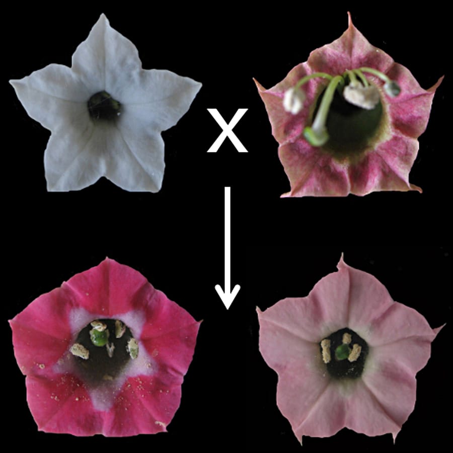 Floral colour evolution in Nicotiana polyploids