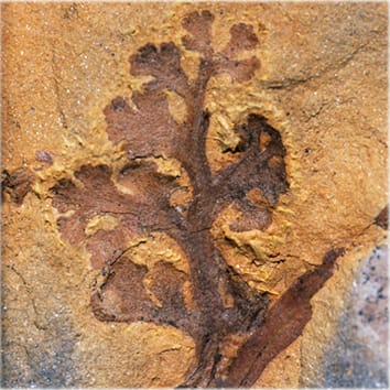 Leaf evolution in early-diverging ferns