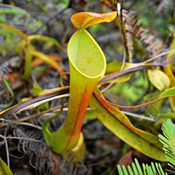 The cost–benefit model for botanical carnivory