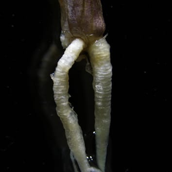 Cadmium translocation by contractile roots