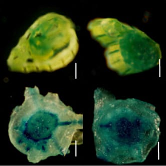 Strigolactones and adventitious root formation in rice