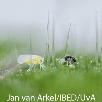 Induction and suppression of plant defences (Invited Review)