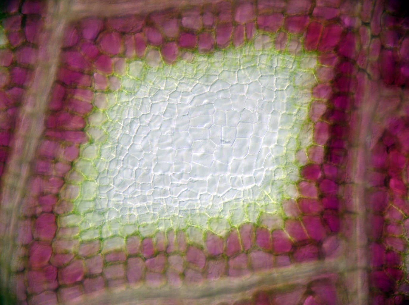 Opening a window on plant cell death