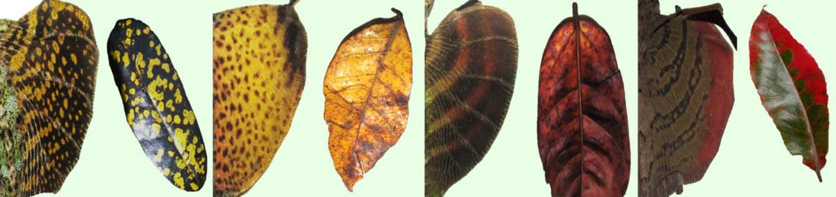 Looks like leaf-like lizards live longer