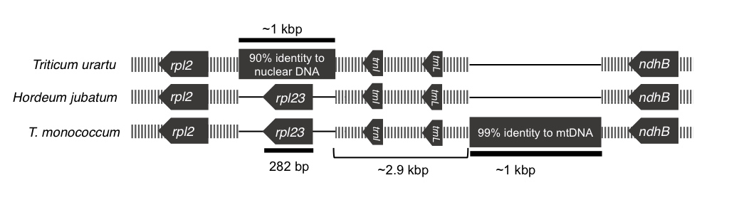 Plastid phylogenomics of the cool-season grass subfamily: Clarification of relationships among early-diverging tribes
