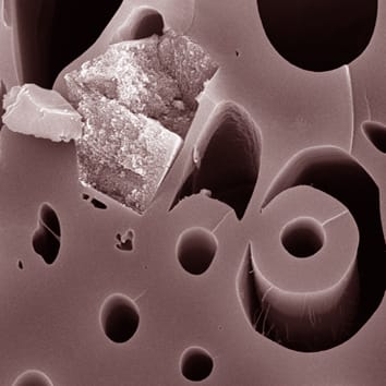 Wood anatomy of archaeological and historical specimens (Invited Review)