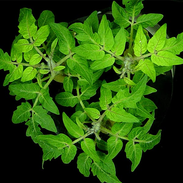 Iron homeostasis in tomato plants