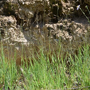 Orinus as a case study for species delimitation in plants