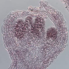 The RAM/MOR signalling network of plants