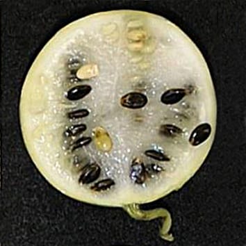 Fancy a cool slice of watermelon?