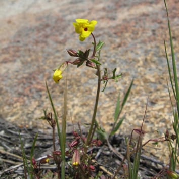 Genetics of leaf shape diversity in a Mimulus species complex