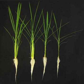 Aluminum alleviates manganese toxicity by reducing its availability