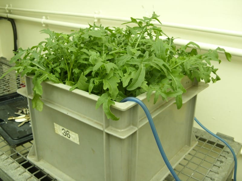 Ensalada bajo condiciones experimentales. 