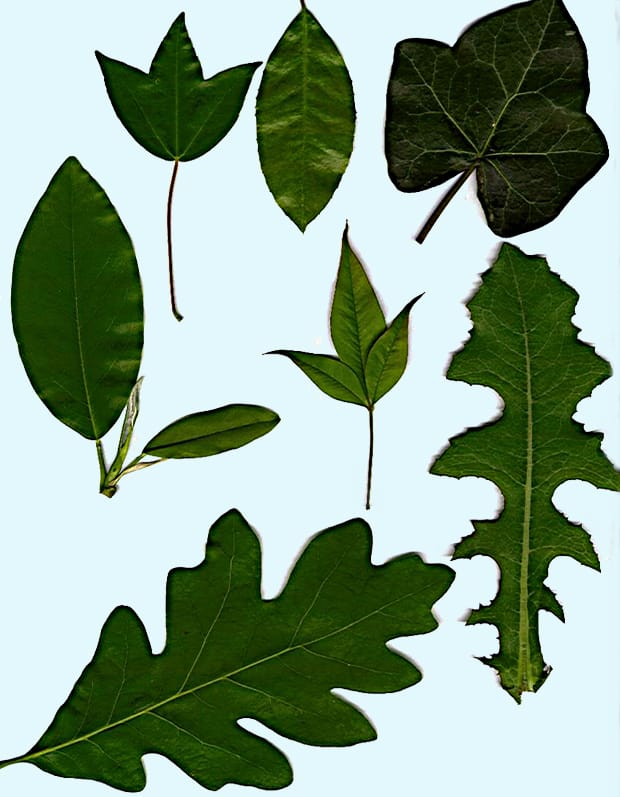 Plants vs mobile ’phones