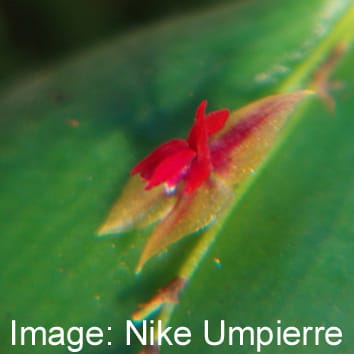 Transient dynamics improve population projections for orchids