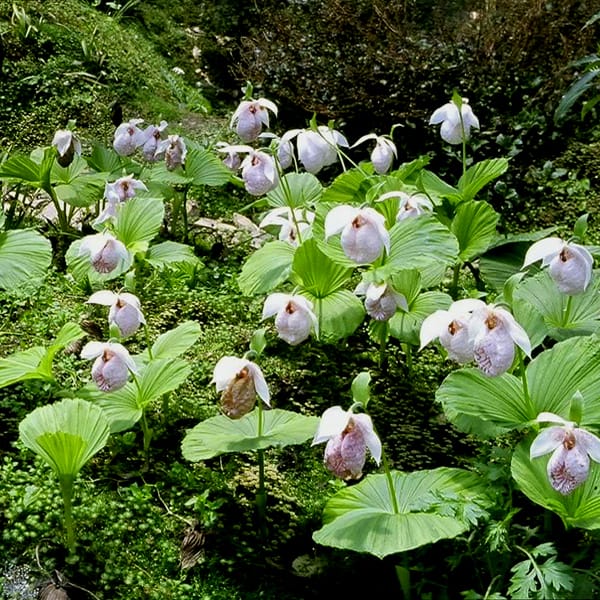 Abscisic acid and seed development in a lady’s slipper orchid