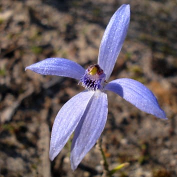 Mycorrhizal fungi and distribution of specialized orchids