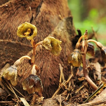 Saprotrophic fungi and fully mycoheterotrophic orchids