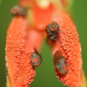 Pollination of Specklinia by nectar feeding Drosophila