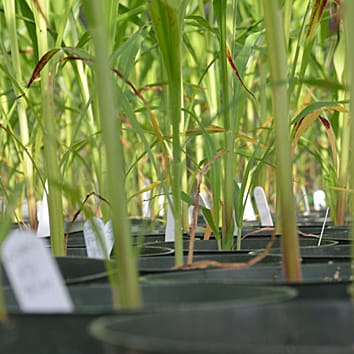 Polyphyletic relationships in Sorghum
