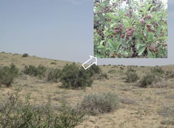 Endemic shrubs in temperate arid and semiarid regions of northern China and their potentials for rangeland restoration