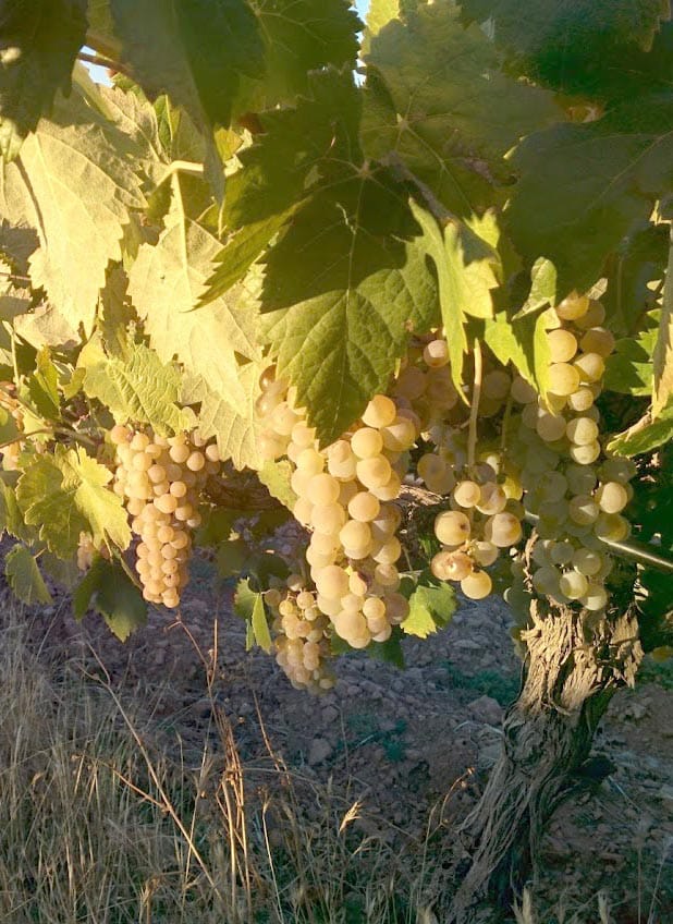 The most common grape variety you’ve never heard of: Airen and careful winemaking