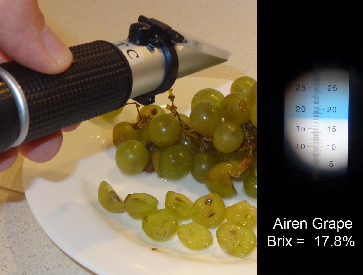 The very sweet Airén grape: here, giving 17% Brix sugars by refractometer