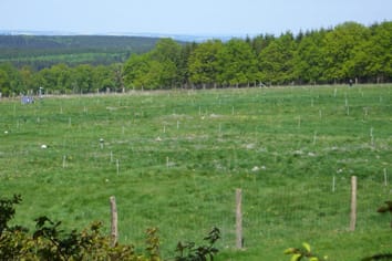 Nitrogen addition and harvest frequency rather than initial plant species composition, determine vertical structure and light interception in permanent grasslands