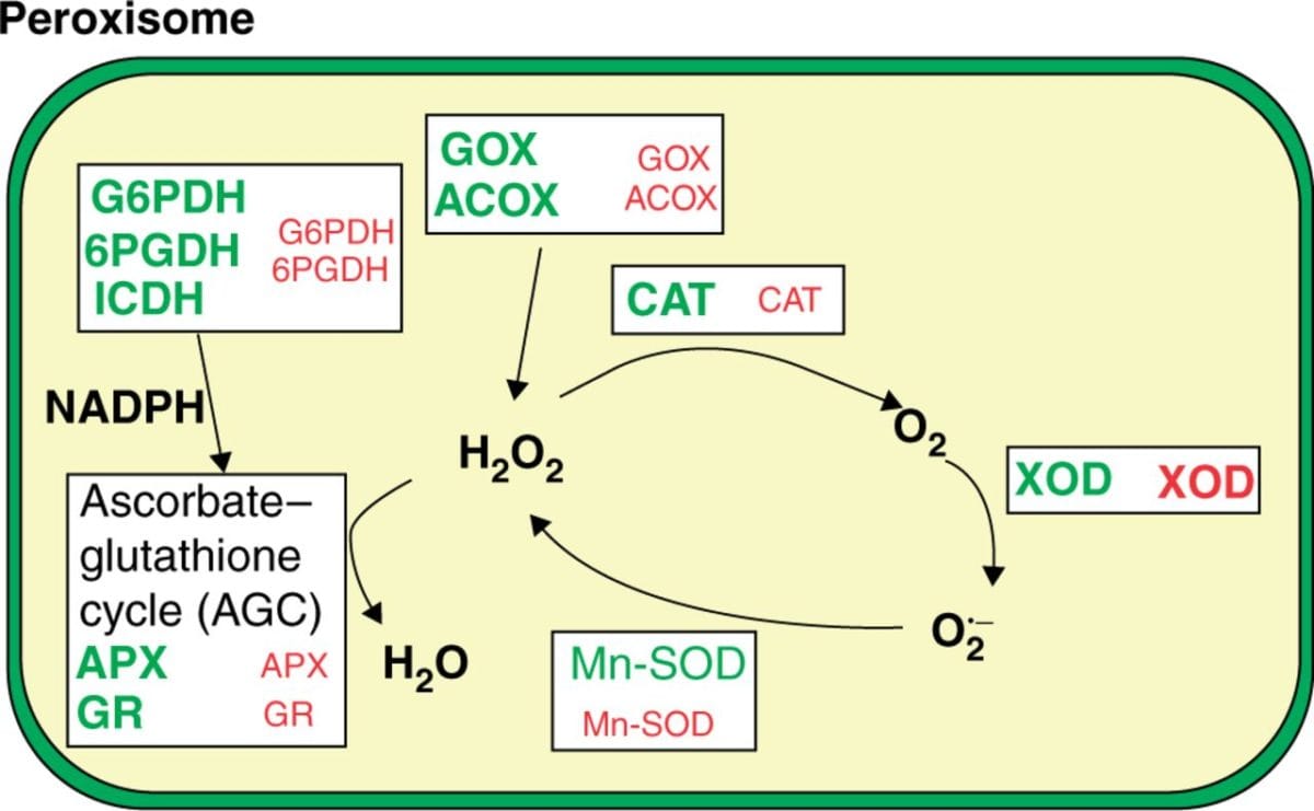 Antioxidant metabolism in pepper fruit (Research in Context)